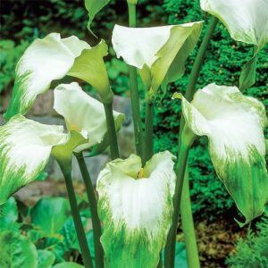 Zantedeschia 'Green Goddess' Calla Lily 6'' Pot with a vibrant green background in a garden setting.