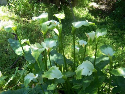 A cluster of Zantedeschia 'Green Goddess' Calla Lily 6'' Pot with white flowers and green leaves in a sunlit garden.