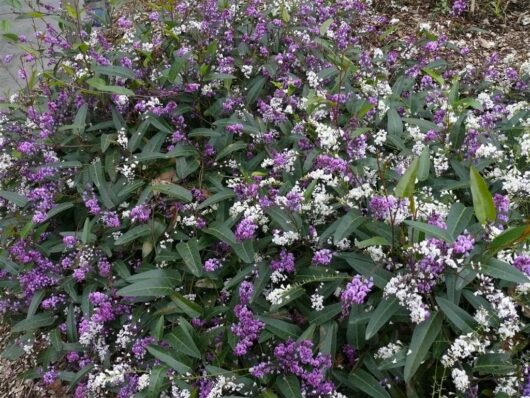 Dense cluster of Hardenbergia 'Happy Duo' PBR shrubs with green leaves and abundant small purple and white flowers, packaged in an 8" pot.
