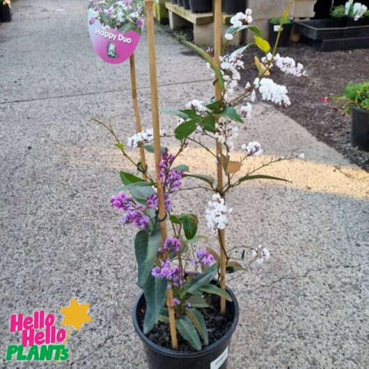 Hardenbergia 'Happy Duo' PBR 8" Pot