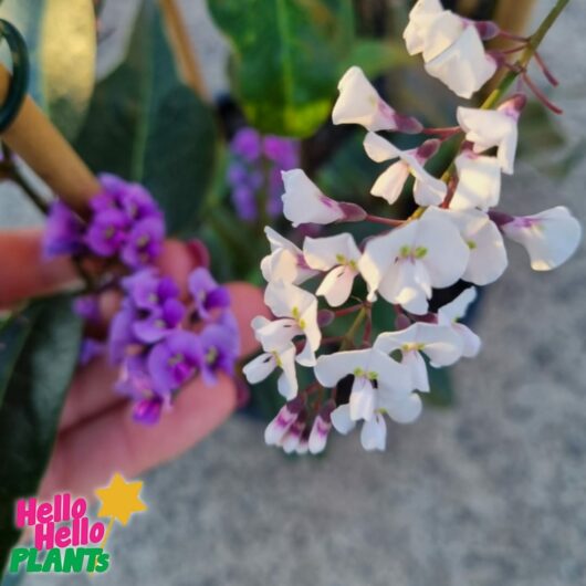 Hardenbergia 'Happy Duo' PBR 8" Pot