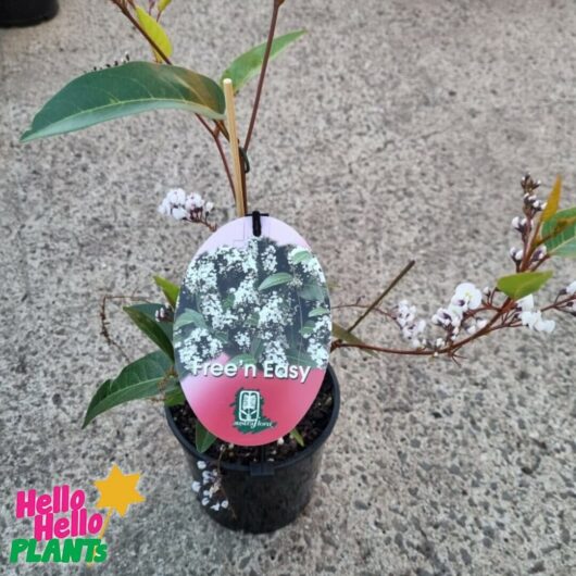 Hardenbergia 'Free n Easy' PBR 6" Pot