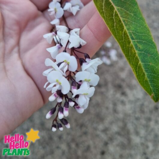 Hardenbergia 'Free n Easy' PBR 6" Pot