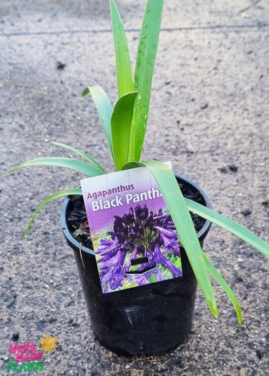 Agapanthus 'Black Pantha' PBR 6" Pot