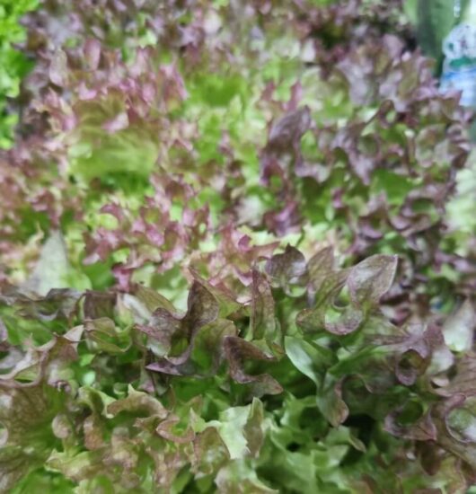 Lettuce 'Oakleaf Red' 3" Pot