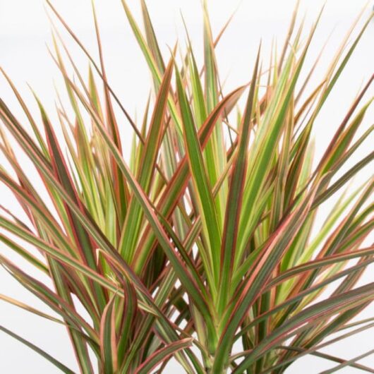 Dracaena 'Colorama' 8" Pot
