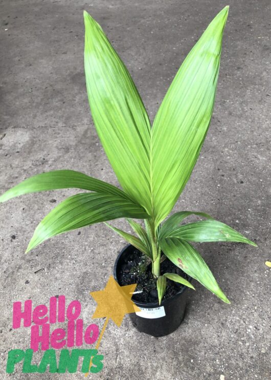 Archontophoenix 'Bangalow Palm' 6" Pot