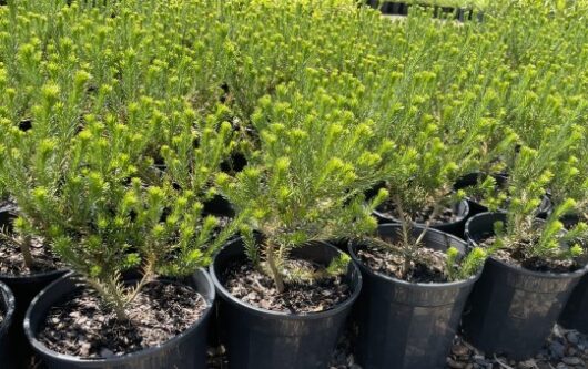 Banksia 'Little Eric' 8" Pot