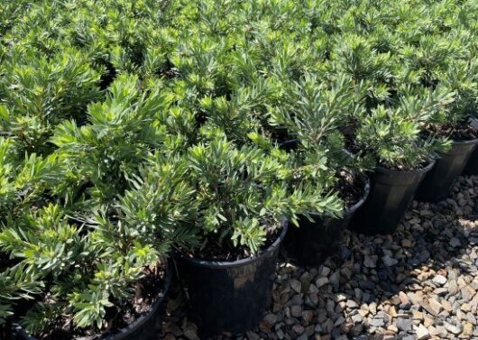 Callistemon 'Little John' 8" Pot