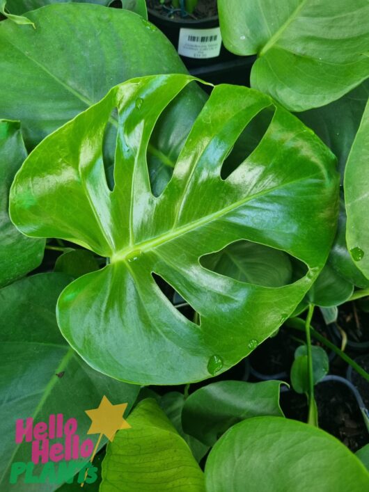 Monstera 'Fruit Salad Plant' 10" Pot (Hanging Basket)