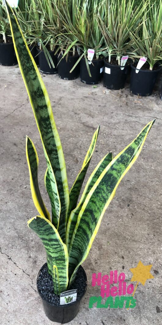 Sansevieria 'Mother-in-Law's Tongue' Variegated 8" Pot