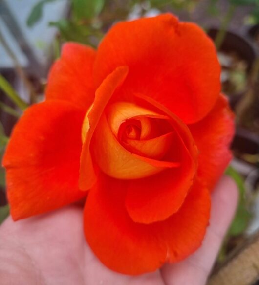 Rose 'Las Vegas'