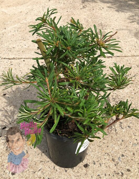 Hello hello plants Banksia spinulosa ‘Stumpy gold’