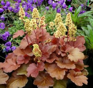 Yellow flowering plants with broad, rusty-red leaves growing among Heuchera 'Blondie' Coral Bells 6" Pot in a lush garden.