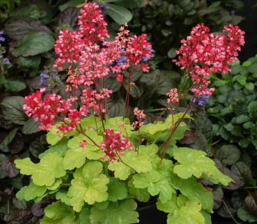 Heuchera 'Sweet Tart' Coral Bells 6" Pot blooming above vibrant green and purple leaves in a lush garden.