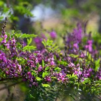Indigofera australis Australian Indigo beautiful purple flowers on australian native shrub