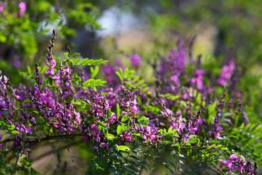Indigofera australis Australian Indigo beautiful purple flowers on australian native shrub