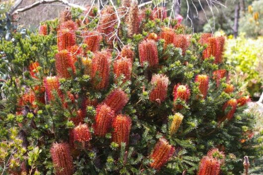 A vibrant Banksia 'Little Eric' 8" Pot shrub with numerous bright orange cylindrical flower spikes and dense green foliage.