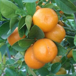 Ripe Citrus Cumquat 'Meiwa' (Dwarf) 8" Pot oranges clustered on a tree branch, surrounded by glossy green leaves.