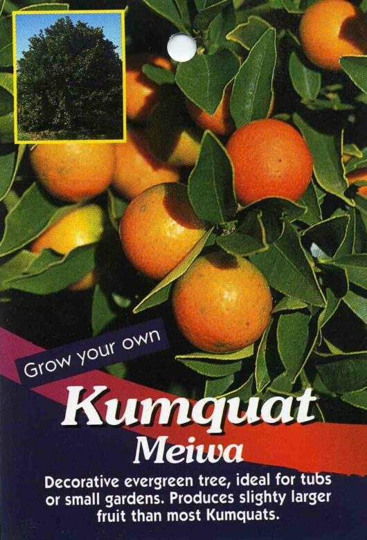 A promotional image for Citrus Cumquat 'Meiwa' (Dwarf) 8" Pot featuring ripe kumquats on the tree with text describing them as decorative and ideal for small gardens.