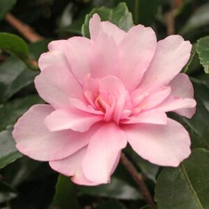 A close-up photograph of a pink Camellia sasanqua 'Mignonne' 8" Pot flower with dark green leaves in the background.