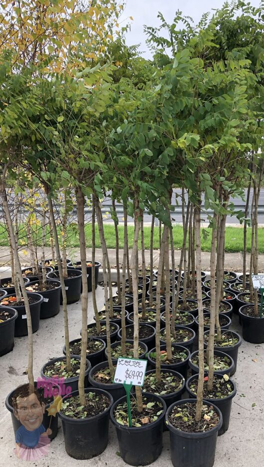 Robinia 'Mop Top' 4ft 12" Pots in black pots lined up for sale, with price tags visible. A small decorative sign and a cartoonish figure are seen near one of the pots.