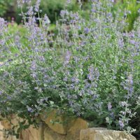 Nepeta racemosa Six Hills Giant Catmint mauve purple flowering cottage border over brick wall fence blooming