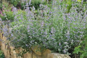 Nepeta racemosa Six Hills Giant Catmint mauve purple flowering cottage border over brick wall fence blooming