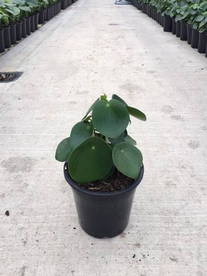raindrop peperomia care raindrop peperomia care