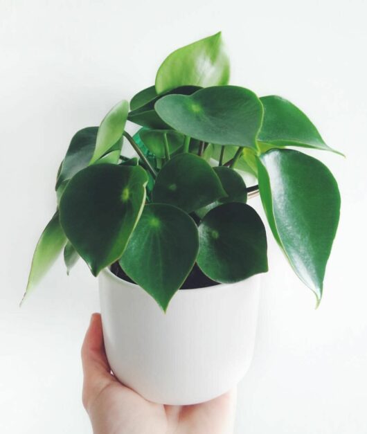 A person holding a white Peperomia 'Raindrop/Coin Leaf' 7" Pot containing a lush green Peperomia Raindrop plant against a plain white background.