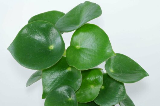 Lush Peperomia 'Raindrop/Coin Leaf' 7" Pot leaves, vivid green, against a stark white background.