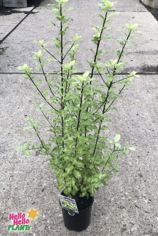 Pittosporum 'Tasman Ruffles' 6" Pot