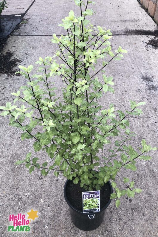 Pittosporum 'Tasman Ruffles' 8" Pot