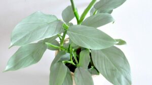 A healthy Philodendron 'Silver Sword' 8" Pot houseplant with broad leaves against a plain white background.