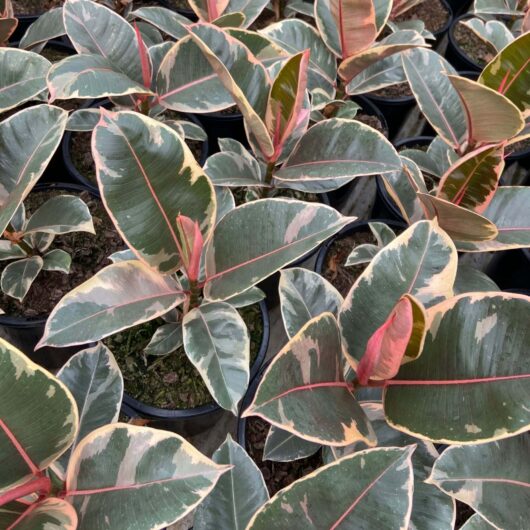 Potted Ficus 'Tineke' Rubber Fig with variegated green and cream leaves, and pink accents, neatly arranged.