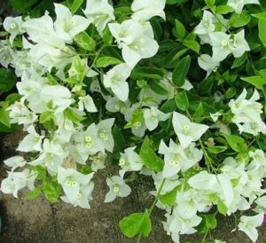 Bougainvillea 'White Cascade' flowers with yellow centers and green leaves against a soil background, showcased in an 8" pot.