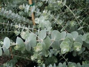 Close-up of Eucalyptus 'Baby Blue' 6" Pot plant with round, silvery-green leaves on sprawling branches.