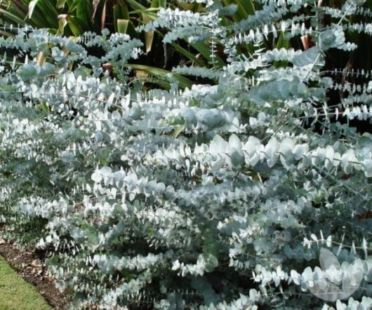 A dense cluster of Eucalyptus 'Baby Blue' 6" Pot plants with round, silvery leaves, set against a backdrop of tropical foliage.