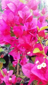 Vibrant pink Bougainvillea Bambino 'Firefly' 8" Pot flowers in full bloom, with small white centers and green leaves, close-up.
