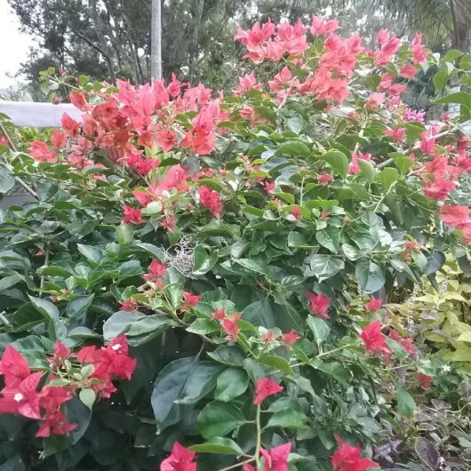 A lush Bougainvillea bambino 'Pedro' 8" Pot plant displaying vibrant pink and red flowers amid green foliage, outdoors under overcast lighting.