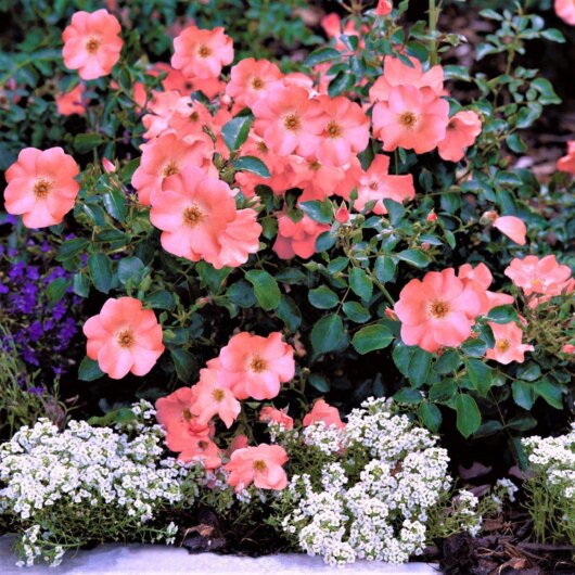 A cluster of vibrant Rose 'Coral' PBR Carpet Roses in full bloom, surrounded by smaller white and purple flowers in a 6" pot.