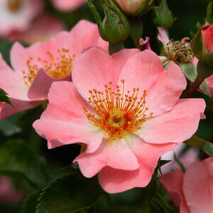 Close-up of Rose 'Coral' PBR Carpet Roses with yellow stamens, surrounded by green leaves and buds.