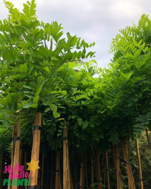 Robinia 'Mop Top' 5ft 12" Pot
