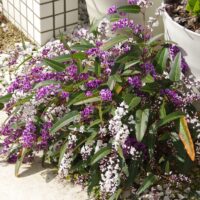 Hardenbergia violacea happy duo purple and white flowers together
