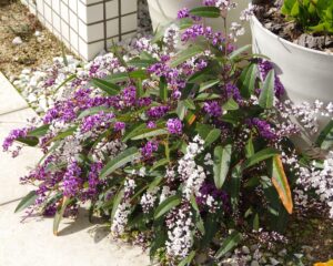 Hardenbergia violacea happy duo purple and white flowers together