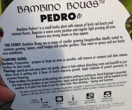 A close-up of a label for Bougainvillea bambino 'Pedro' 8" Pot plants, detailing the plant’s characteristics, growing tips, and maintenance advice in white text on a black background.