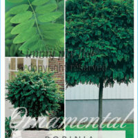 Robinia 'Mop Top'