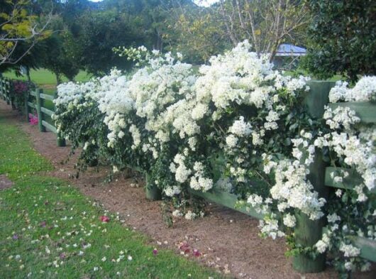 Bougainvillea 'White Cascade' 8" Pot shrubs bloom along a green wooden fence in a lush garden setting.