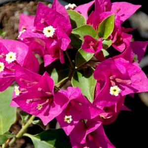 Close-up of vibrant pink Bougainvillea bambino 'Zulu' 8" Pot flowers with tiny white and yellow centers, surrounded by green leaves.
