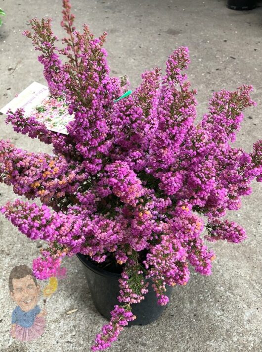 A potted Erica melanthera 'Improved' 7" Pot with dense clusters of pink flowers, set on a concrete surface.